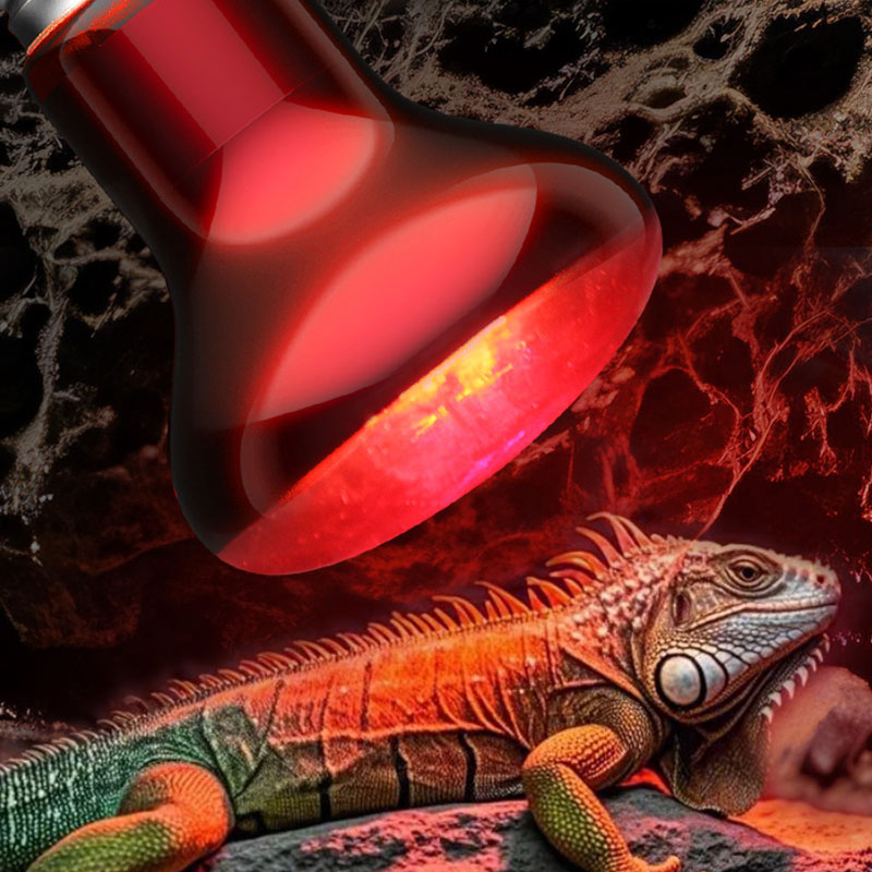 Reptile Heat Lamp 100V/220V In - Gecko Lighting & Decor ulasan dan harga