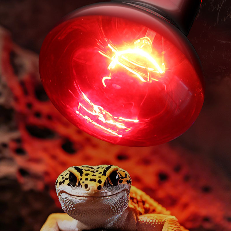 Reptile Heat Lamp 100V/220V In - Gecko Lighting & Decor ulasan dan harga