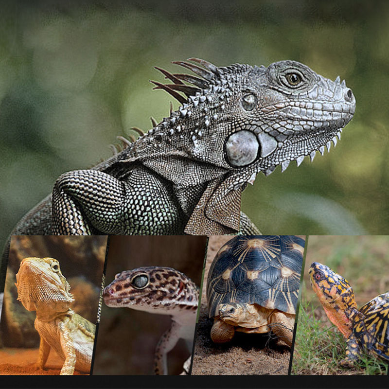 Reptile Heat Lamp 100V/220V In - Gecko Lighting & Decor ulasan dan harga